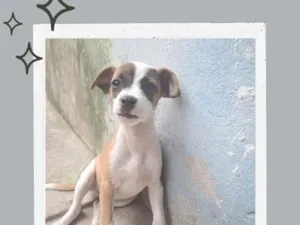 Cachorro raça SRD-ViraLata idade 2 a 6 meses nome Pequenino 