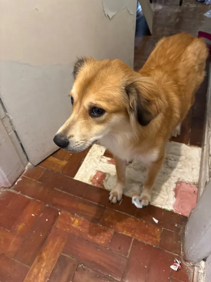 Cachorro raça SRD-ViraLata idade 1 ano nome Zara