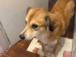 Cachorro raça SRD-ViraLata idade 1 ano nome Zara