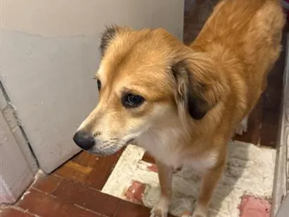 Cachorro raça SRD-ViraLata idade 1 ano nome Zara