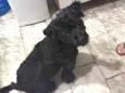 Mel