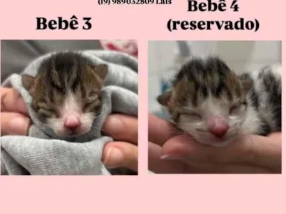Gato raça SRD-ViraLata idade Abaixo de 2 meses nome ainda não possui, o adotante escolhe 