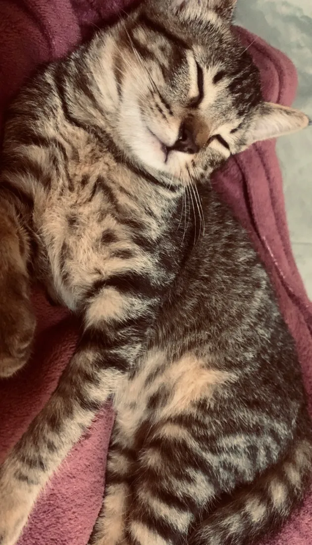 Gato raça SRD-ViraLata idade 2 a 6 meses nome Marrone
