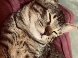 Gato raça SRD-ViraLata idade 2 a 6 meses nome Marrone