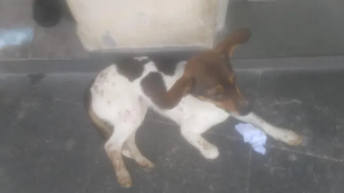 Cachorro raça SRD-ViraLata idade 7 a 11 meses nome cristal