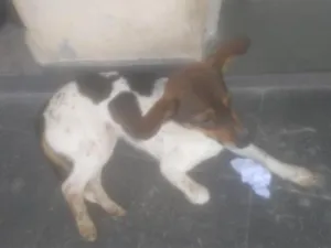 Cachorro raça SRD-ViraLata idade 7 a 11 meses nome cristal