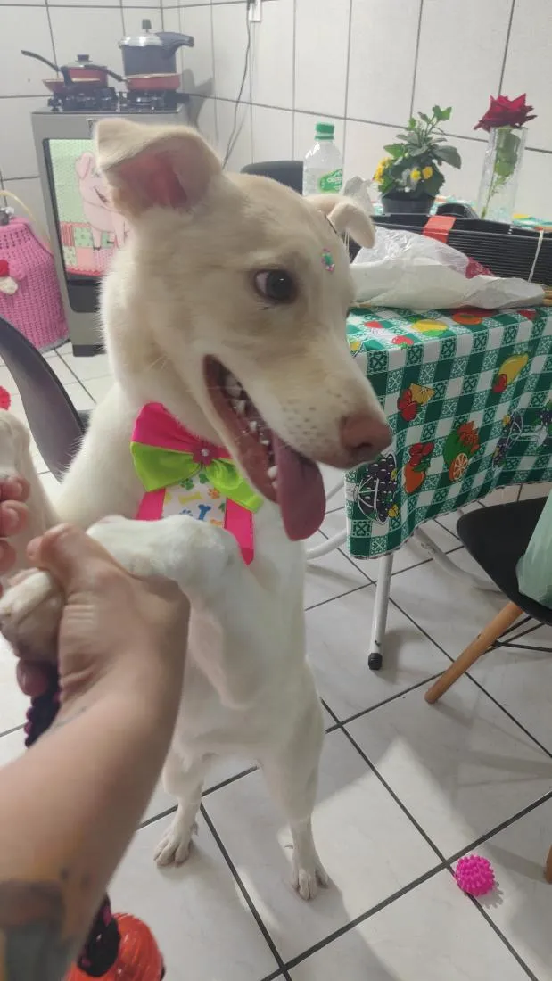 Cachorro raça SRD-ViraLata idade 7 a 11 meses nome zaya