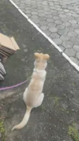 zaya