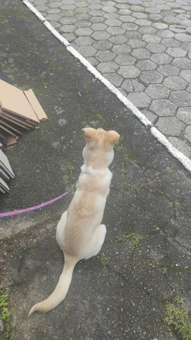 Cachorro raça SRD-ViraLata idade 7 a 11 meses nome zaya