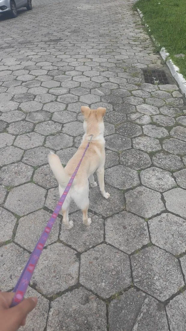 Cachorro raça SRD-ViraLata idade 7 a 11 meses nome zaya