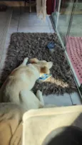 zaya