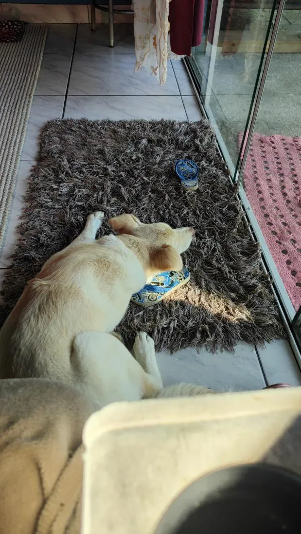 Cachorro raça SRD-ViraLata idade 7 a 11 meses nome zaya