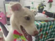 zaya