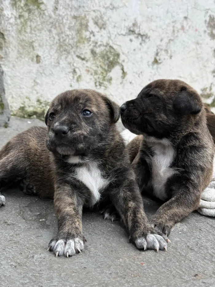 Cachorro raça SRD-ViraLata idade Abaixo de 2 meses nome pitbull com pastor belga 