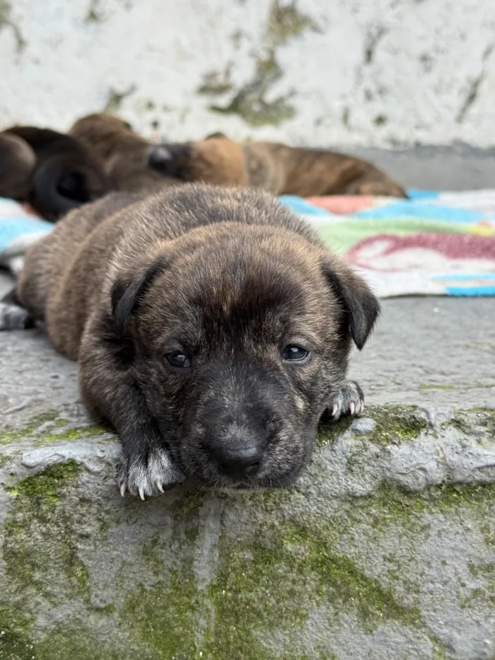 Cachorro raça SRD-ViraLata idade Abaixo de 2 meses nome pitbull com pastor belga 