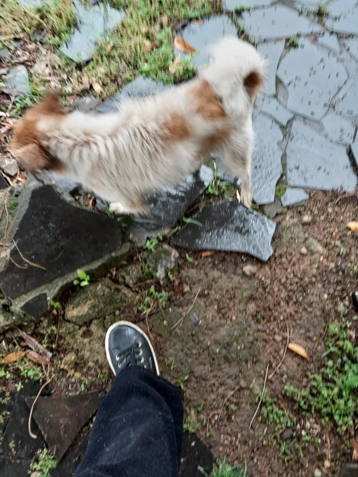 Cachorro raça SRD-ViraLata idade 1 ano nome não sei 