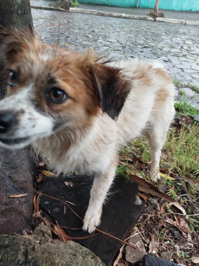Cachorro raça SRD-ViraLata idade 1 ano nome não sei 