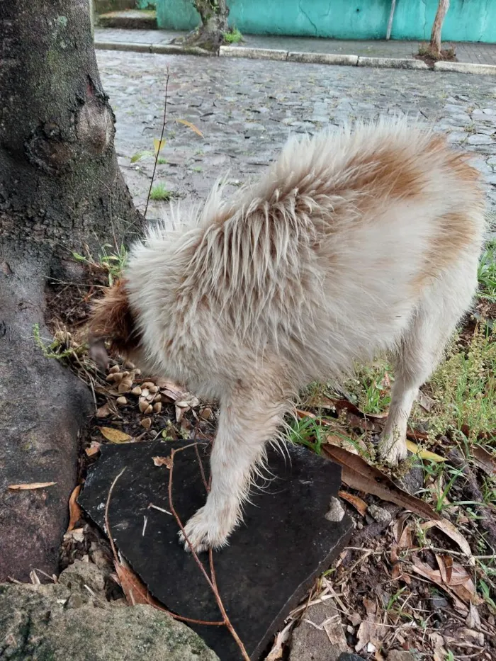 Cachorro raça SRD-ViraLata idade 1 ano nome não sei 