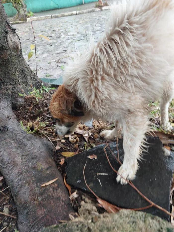 Cachorro raça SRD-ViraLata idade 1 ano nome não sei 