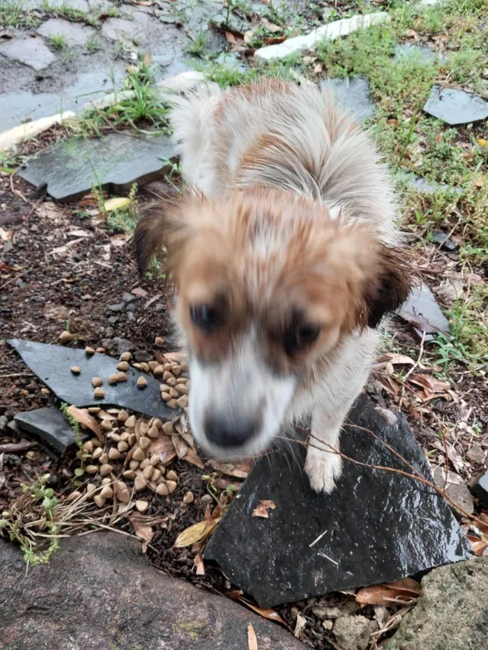 Cachorro raça SRD-ViraLata idade 1 ano nome não sei 