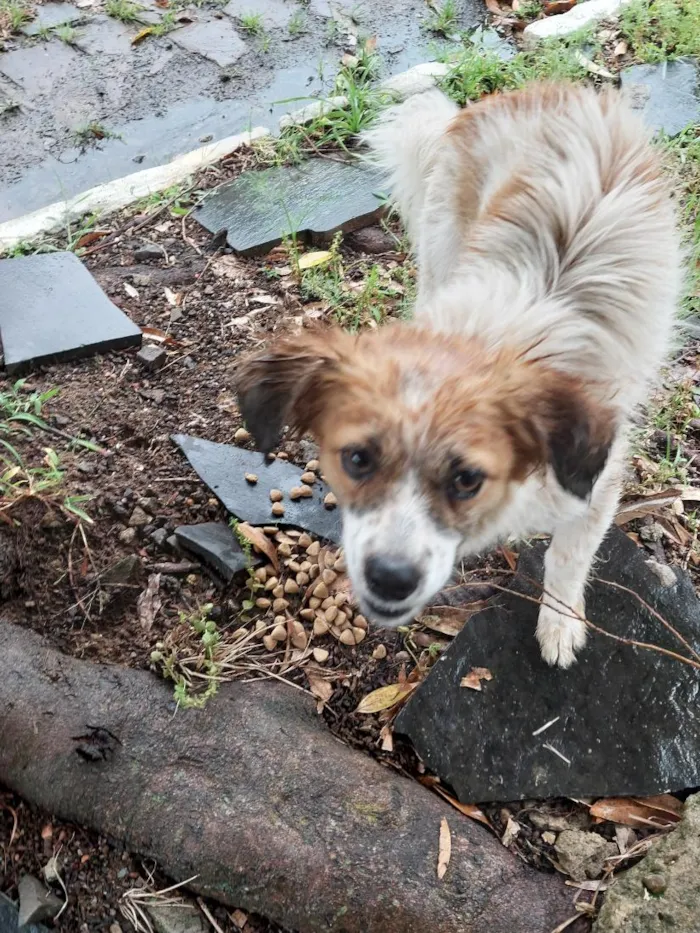 Cachorro raça SRD-ViraLata idade 1 ano nome não sei 