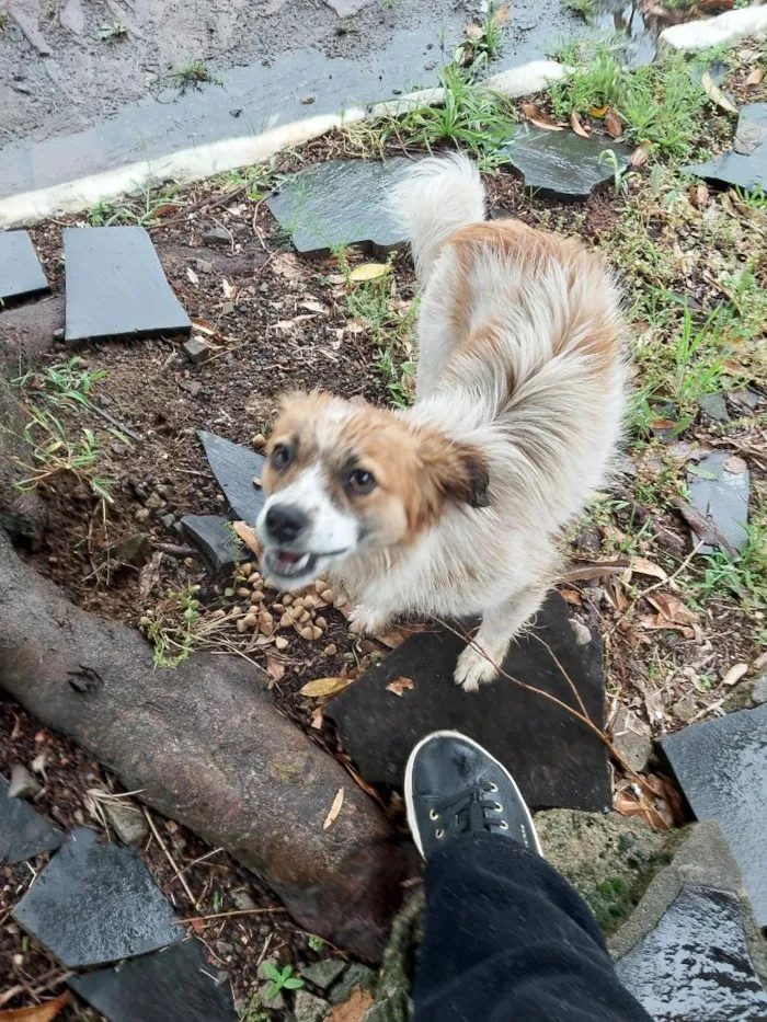 Cachorro raça SRD-ViraLata idade 1 ano nome não sei 