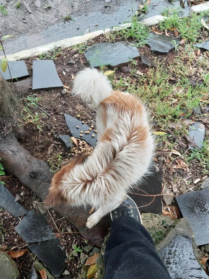 Cachorro raça SRD-ViraLata idade 1 ano nome não sei 