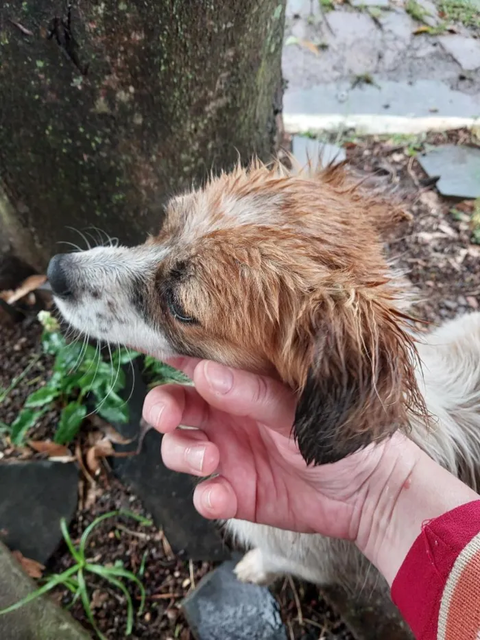 Cachorro raça SRD-ViraLata idade 1 ano nome não sei 