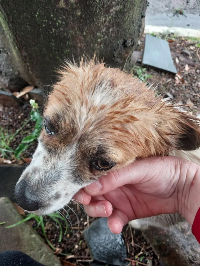 Cachorro raça SRD-ViraLata idade 1 ano nome não sei 