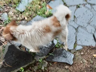 Cachorro raça SRD-ViraLata idade 1 ano nome não sei 