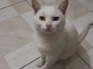 Gato raça SRD-ViraLata idade 6 ou mais anos nome Bruno
