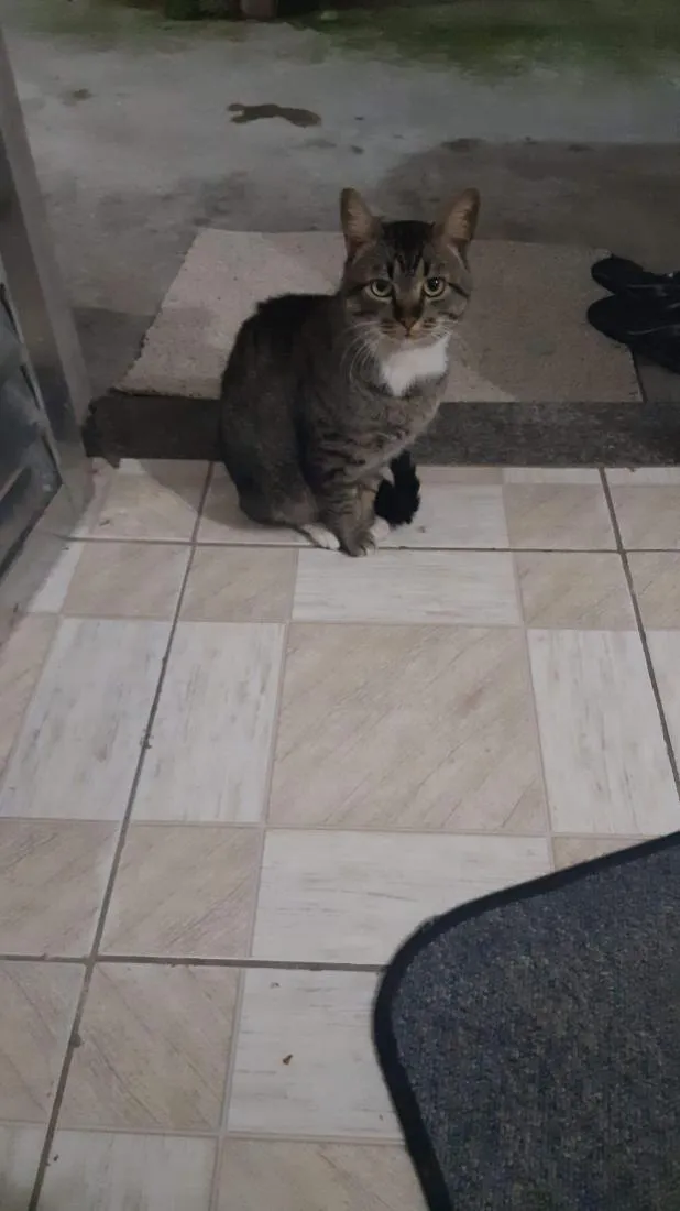 Gato raça SRD-ViraLata idade 6 ou mais anos nome Neguinho