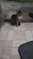 Neguinho