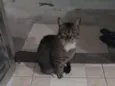 Neguinho
