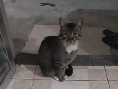 Gato raça SRD-ViraLata idade 6 ou mais anos nome Neguinho