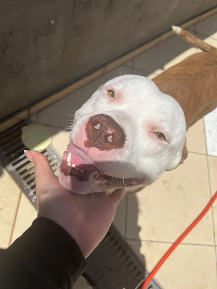 Cachorro raça Pit-Bull idade 1 ano nome Mayke