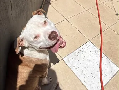 Cachorro raça Pit-Bull idade 1 ano nome Mayke