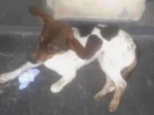 Cachorro raça SRD-ViraLata idade 7 a 11 meses nome cristal