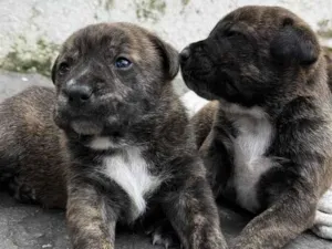 Cachorro raça SRD-ViraLata idade Abaixo de 2 meses nome pitbull com pastor belga 