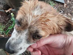 Cachorro raça SRD-ViraLata idade 1 ano nome não sei 