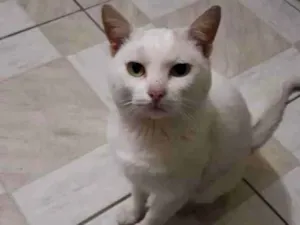 Gato raça SRD-ViraLata idade 6 ou mais anos nome Bruno