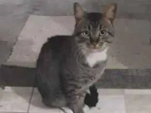 Gato raça SRD-ViraLata idade 6 ou mais anos nome Neguinho