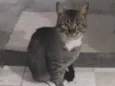 Neguinho