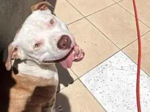 Cachorro raça Pit-Bull idade 1 ano nome Mayke