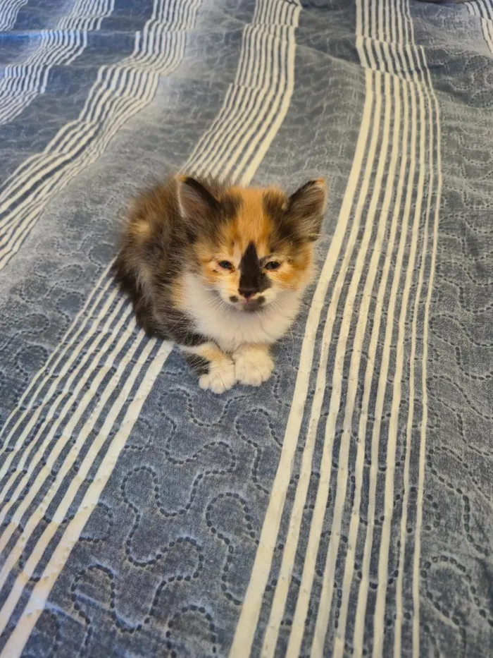 Gato raça SRD-ViraLata idade Abaixo de 2 meses nome leoa