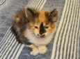 leoa