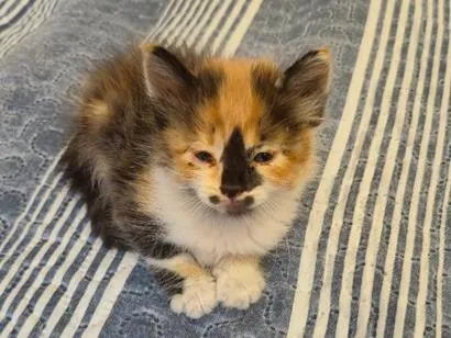 Gato raça SRD-ViraLata idade Abaixo de 2 meses nome leoa