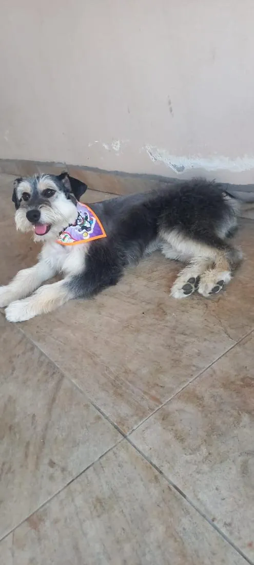 Cachorro raça SRD-ViraLata idade 3 anos nome Nala