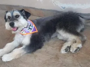Cachorro raça SRD-ViraLata idade 3 anos nome Nala