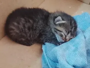 Gato raça SRD-ViraLata idade Abaixo de 2 meses nome gato